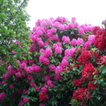 A rhododendron bush, with pink and red flowers, from Wikipedia's page https://en.wikipedia.org/wiki/Rhododendron#/media/File:Garden_with_Rhododendrons.JPG